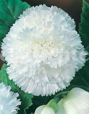 Begonia Fimbriata Blanco